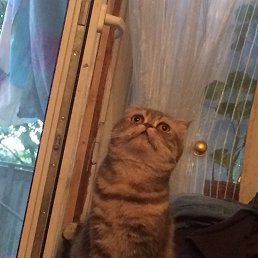 ����, ������, 44 ����