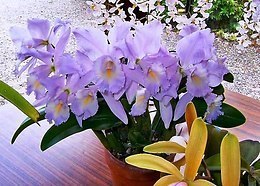 . (Cattleya)    ,        ...