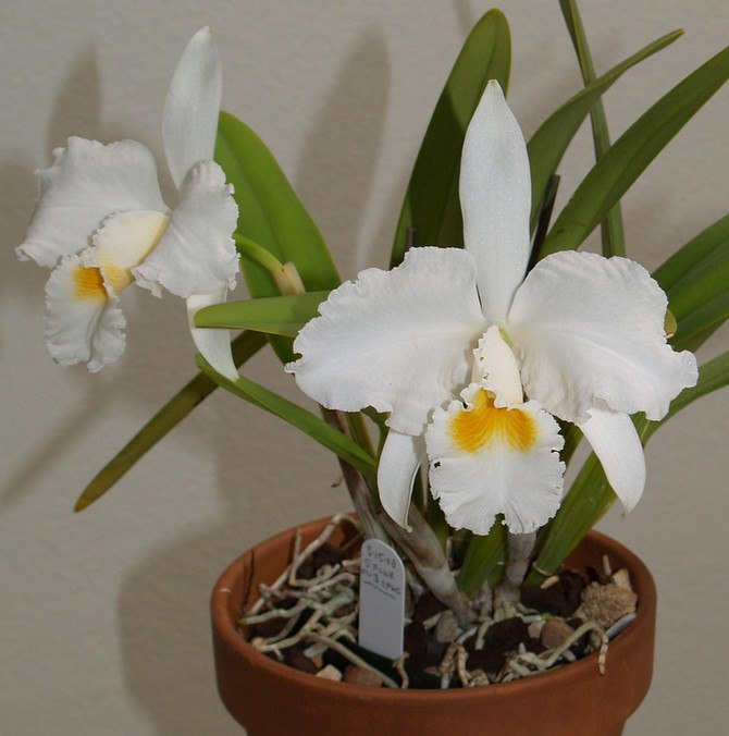 . (Cattleya)          ...