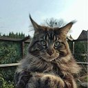 ���� ���������, �������, 43 ���� - ��������� 29 ��� 2019 � ������ ���� ����������