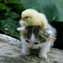 ���� Grus, �������� - ��������� 2 ������� 2019 � ������ ��������