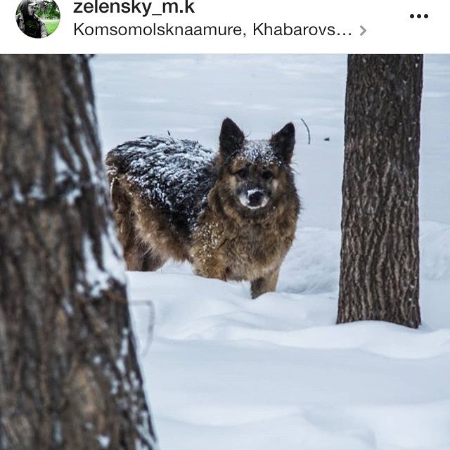 Спасибо огромное за фото zelensky_m.k это Найда, 2015 год, узнали? Найда, которая верой и правдой ...