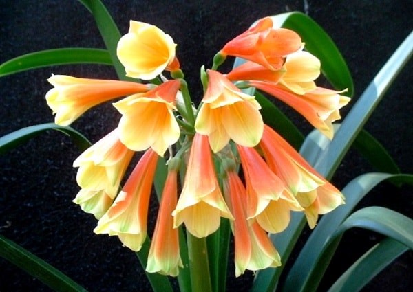 . (Clivia)       , ... - 4