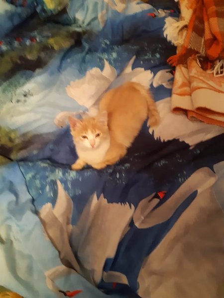 #Безкота_добро.Взял два дня назад котенка с улицы. Выхожу на работе покурить на девятом этаже, ...