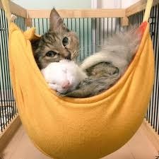 Спасенная кошечка уверена, что она хорёк.Маленькая кошечка оказалась на улице не по своей воле. ... - 9