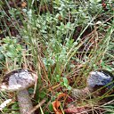 ���� ��������, ������� ��������, 65 ��� - ��������� 21 �������� 2019 � ������ ������ ��������