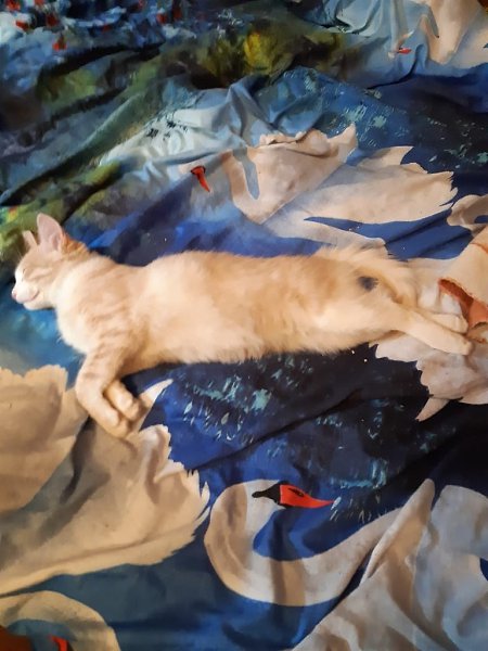 #Безкота_добро.Взял два дня назад котенка с улицы. Выхожу на работе покурить на девятом этаже, ... - 3