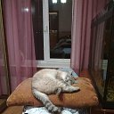 ���� ���� ������, ������, 55 ��� - ��������� 20 �������� 2019 � ������ ���� ����������