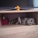 ���� �������, �����������, 48 ��� - ��������� 9 ���� 2019 � ������ ���� ����������