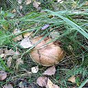 ���� �������, ������� - ��������� 6 ������� 2019 � ������ ������ ��������