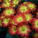 ���� Anna, ������, 36 ��� - ��������� 3 ������� 2019 � ������ ���� ����������