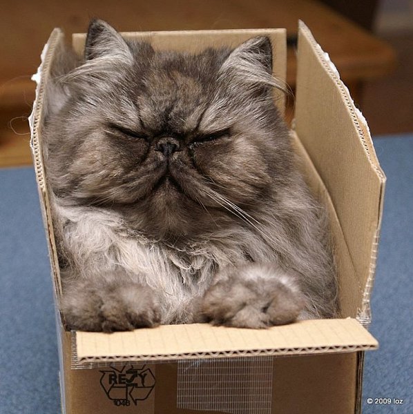 Все котики любят КОРОБКИ. Абсолютно все!!! - 4
