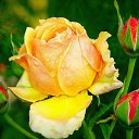 ���� St@r, ����� - ��������� 22 ������� 2019