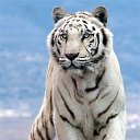  Tiger, , 48  -  24  2019   White Tiger