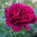  , , 70  -  18  2019   CA_2019_San Jose_Rose Garden