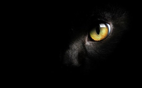 Я подолгу смотрю в глаза нашей кошке. Иногда я вижу там кокетство. Порой – спокойную, хозяйскую ... - 2