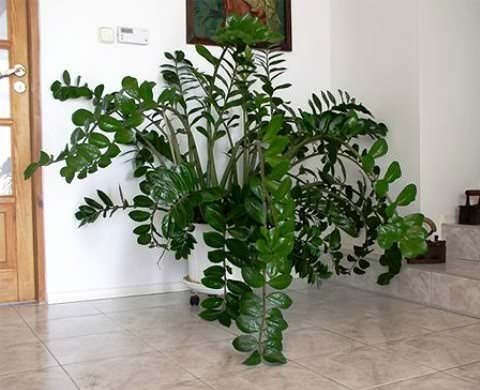 .Zamioculcas zamiifolia        ...