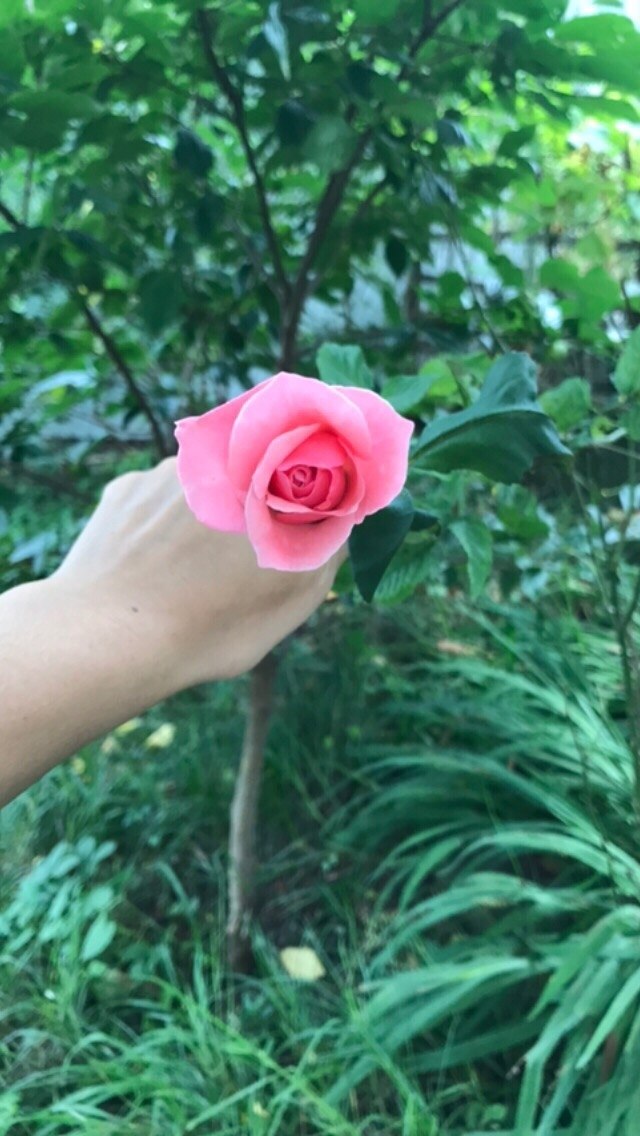 ОСТАНОВИСЬ И ПОНЮХАЙ РОЗЫ! Так гласит английская мудрость («Stop and smell the roses»). И у этих ...