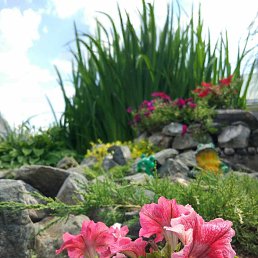 �����, ������