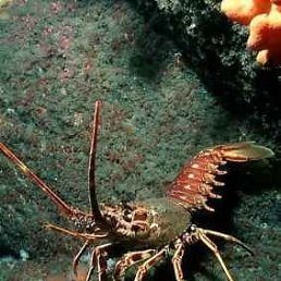 Aleks, ������, 60 ���