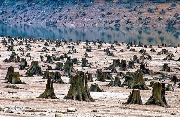 Странное существо человек. Вроде разумное. Как будто бы. А что на поверку оказалось? Ведь сколько ... - 4