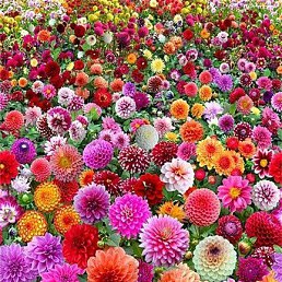 ���� �����, ����������, 106 ��� - ��������� 21 ������ 2019