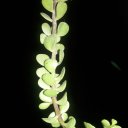 ���� Dinesh, ����, 53 ���� - ��������� 12 ������ 2019 � ������ ���� ����������