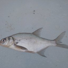 ������, ������, 49 ���