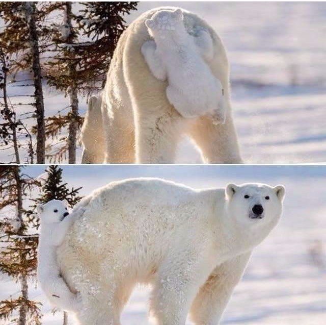 -   ? #animal@travel.blog