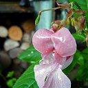 ���� Nika, ������������ - ��������� 1 ������ 2019 � ������ ���� ����������