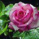 ���� �������@, �������� - ��������� 21 ������� 2019 � ������ ������ ��������