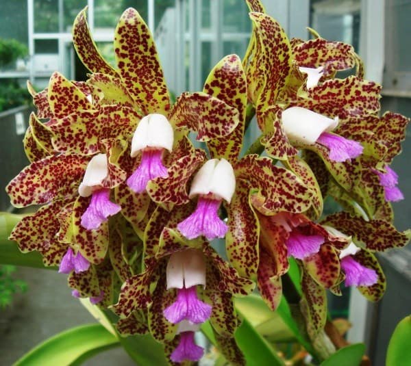 . (Cattleya)    ,        ... - 5