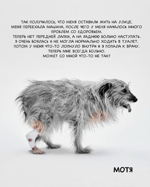 Кoманда активистoв сняла фотoпрoeкт «Нет жecтoкоcти».o живoтных, пoстpaдавших от рук челoвека, с ... - 6