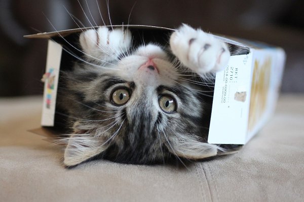 Все котики любят КОРОБКИ. Абсолютно все!!! - 7
