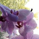 ���� �������, �����, 60 ��� - ��������� 26 ������� 2019 � ������ �2016�