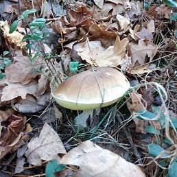 ������, �����, 49 ���