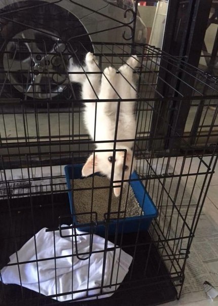 Spider Cat