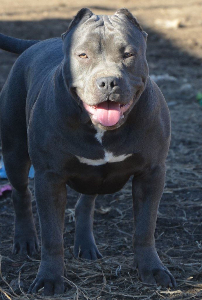 ������������ ����� ���������.8.5 �������MonMarBully Francisca