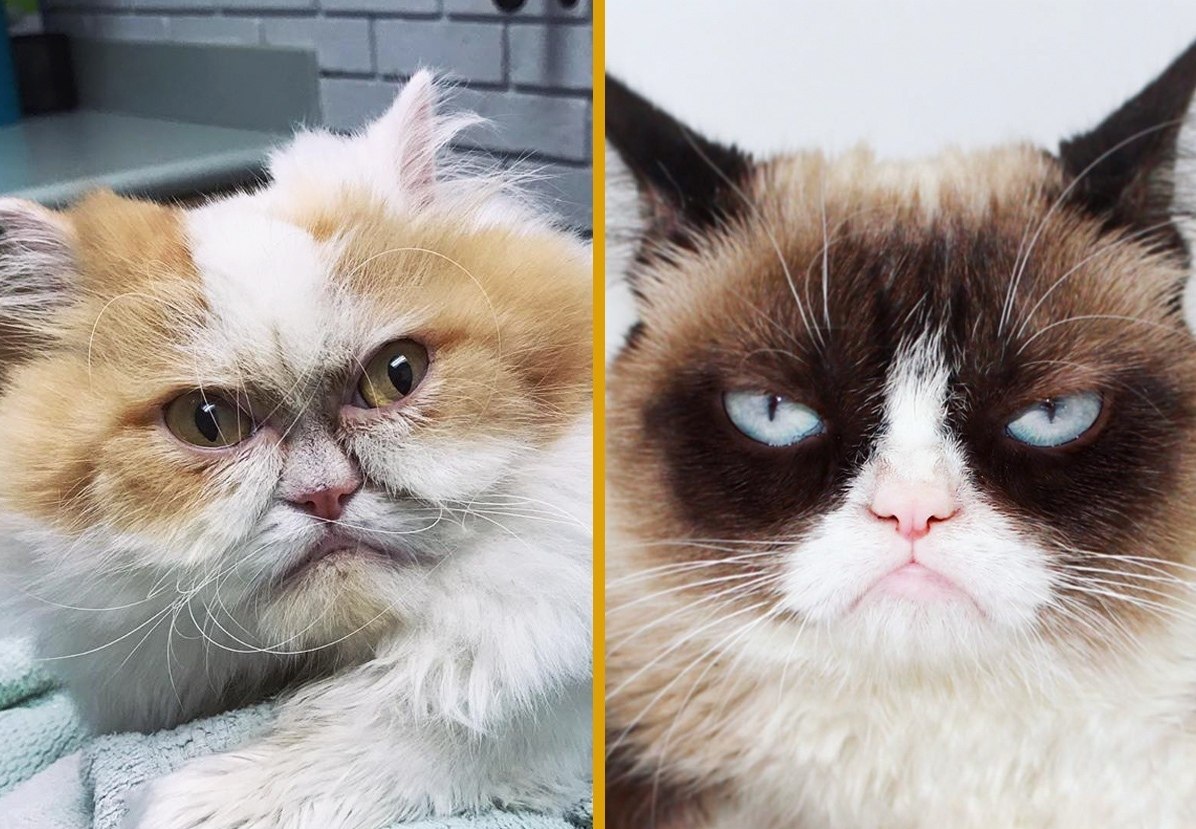        Grumpy Cat,     2019  -  ...