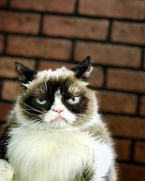 Twitter Grumpy Cat сообщил о смерти самой известной в мире