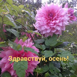 ���� �������, �������� - ��������� 31 ������� 2019