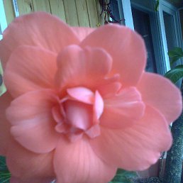 ����, ������, 27 ���