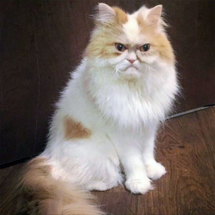        Grumpy Cat,     2019  -  ... - 6