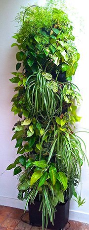 ВЕРТИКАЛЬНОЕ ОЗЕЛЕНЕНИЕ ДОМА.Зеленые растения способны преобразить любой дом, создать настроение или ... - 2