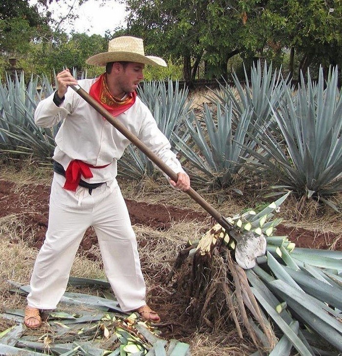         (Agave Tequilana Weber).