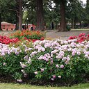  , , 70  -  15  2019   CA_2019_San Jose_Rose Garden_2