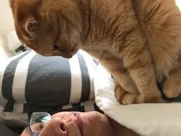 Котейки, которые очень сильно хотели разделить утро со свoим челoвеком - 5