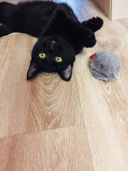#Безкота_добро.Это мой котик) взяла в приюте. Сначала хотела другого, но моё сердце чувствовало, что ... - 5