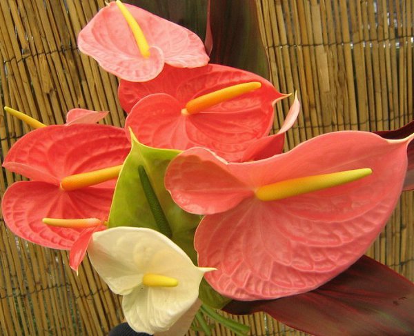    . (Anthurium) -      ...