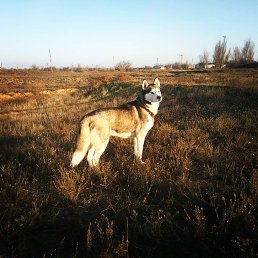 ���� �������, �������, 34 ���� - ��������� 18 ������ 2019